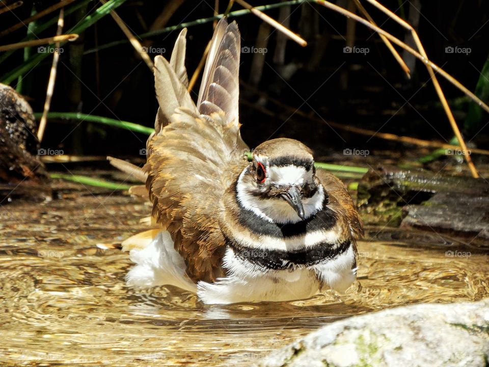 Killdeer Nesting On California Beach