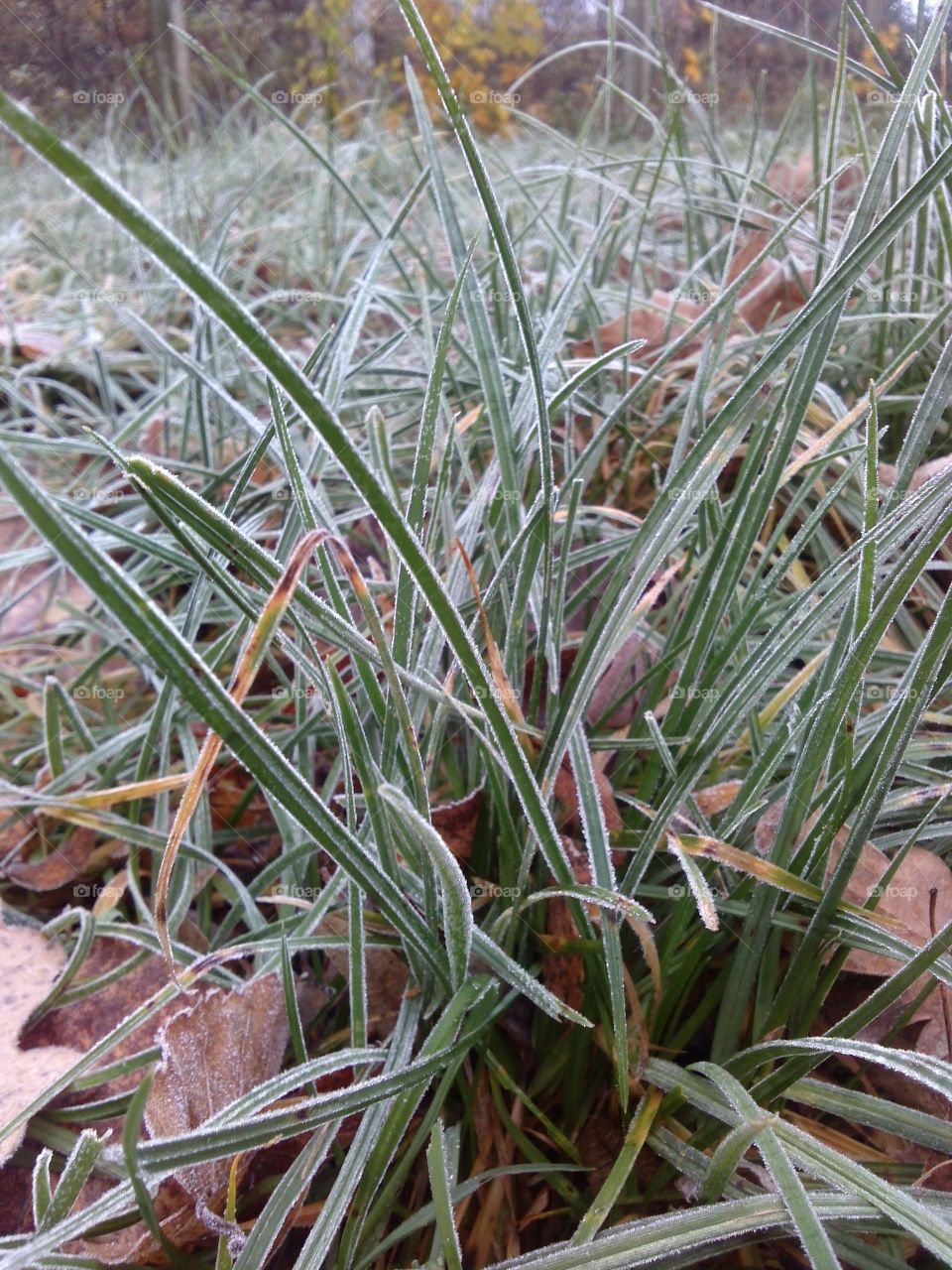 Frozen dry leaves on grassy field