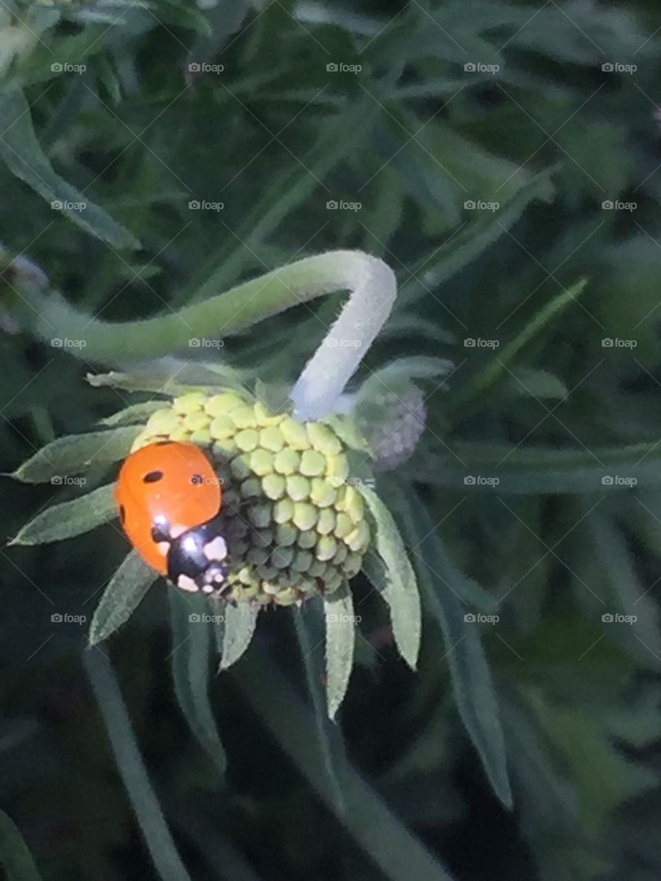 Ladybug on flowers 