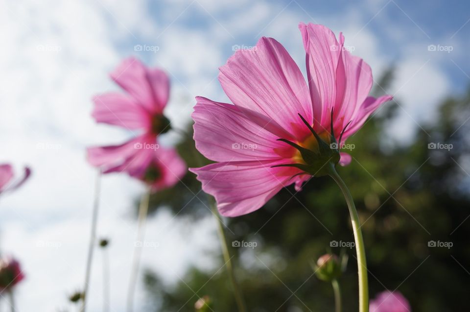 Cosmos Flower