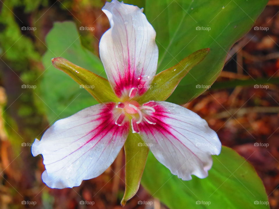 Trillium. Pink Adirondack Trillium
