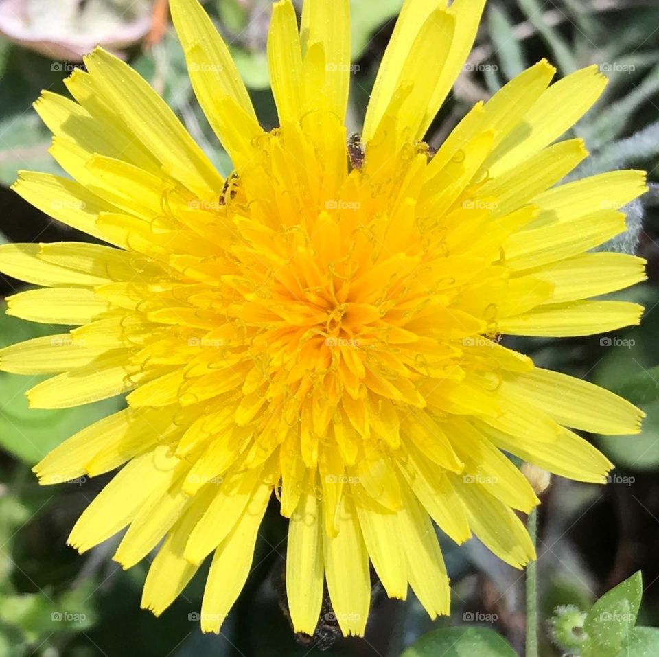 Close up of yellow wildflower 
