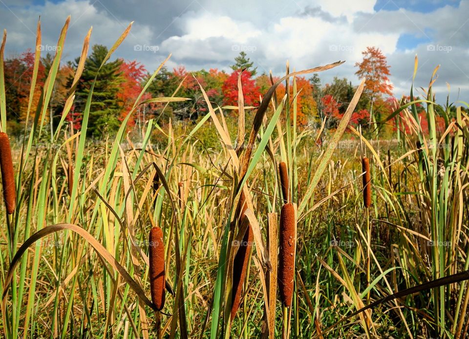 Autumn grass cattails 