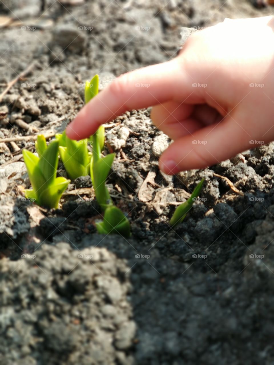 First things of spring