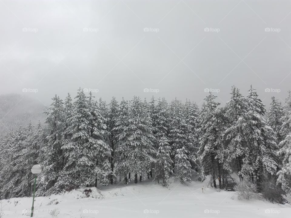 tree under snow