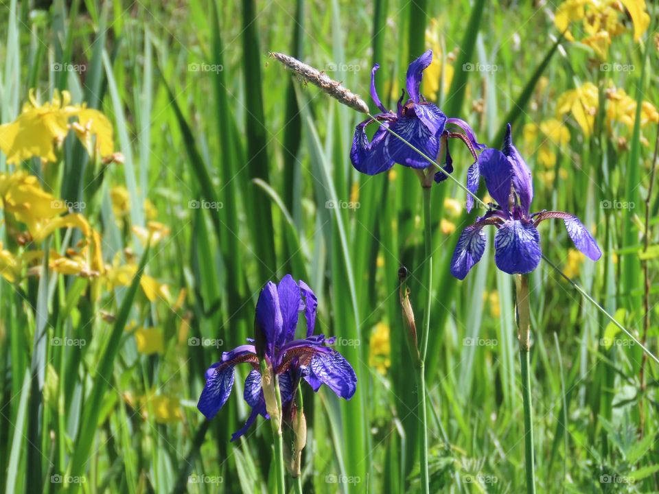 Yellow and purple irises