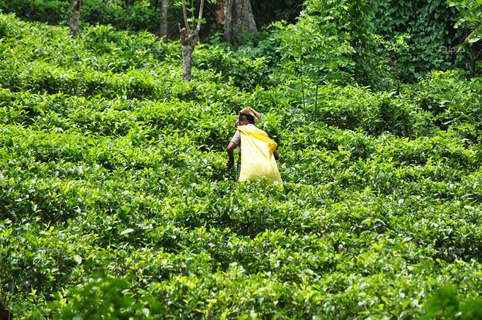 Tea plucking in sri lanka