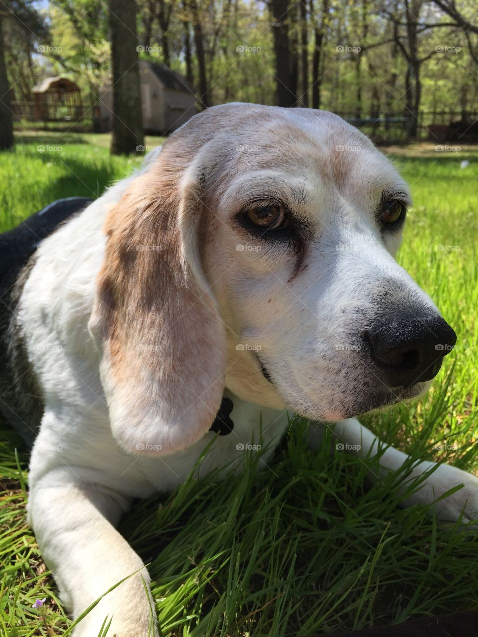 Beagle in grass