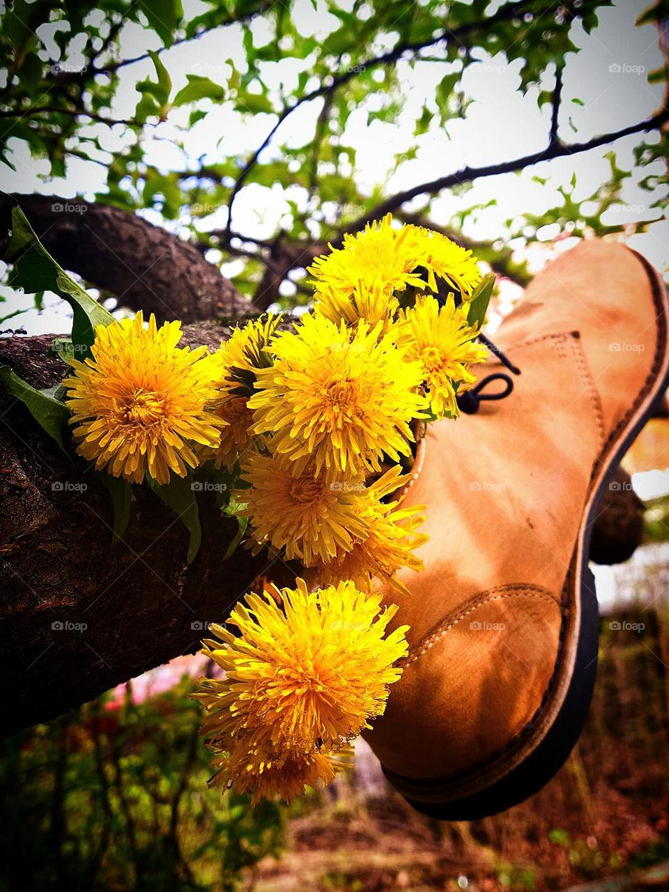 Yellow color. A woman's beige shoe hangs on a tree branch. The shoe contains a bouquet of yellow dandelions.