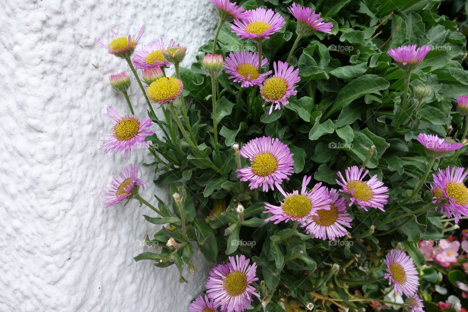 Pink seaside daisies growing up a white conrete wall.