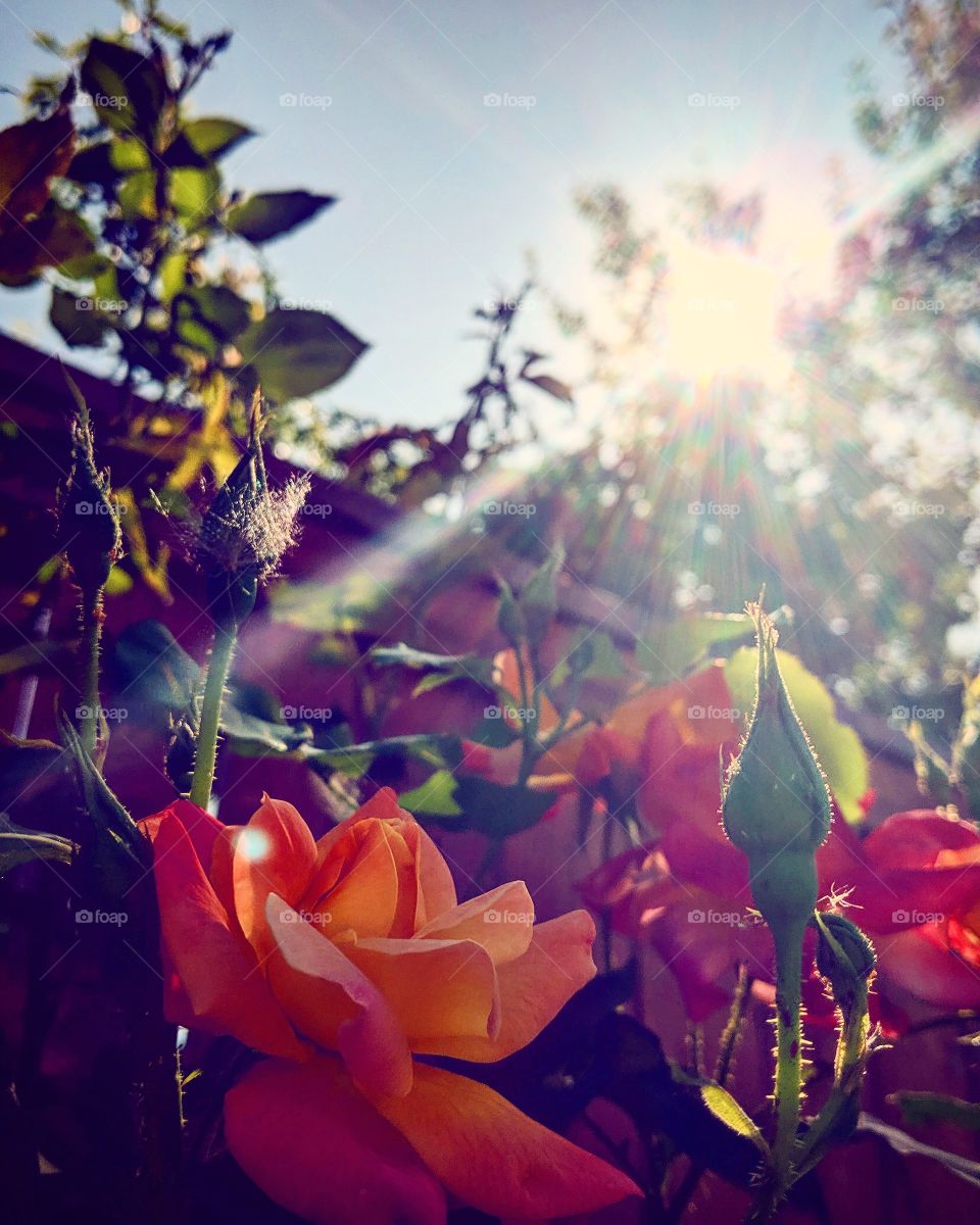 Flowers under the sun