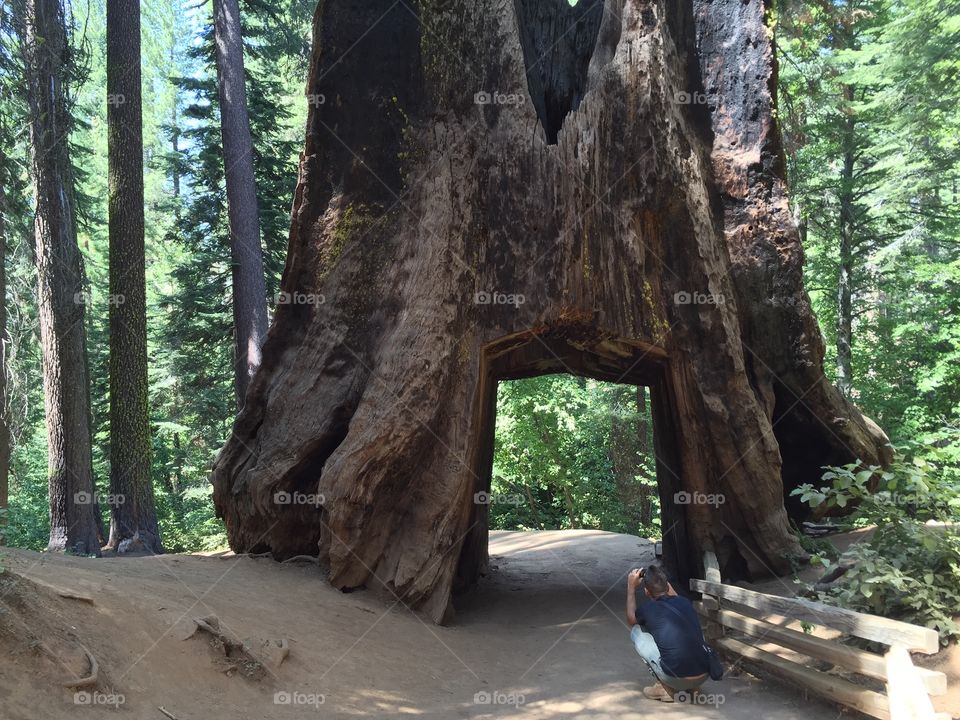 A small man beside a biggest old tree