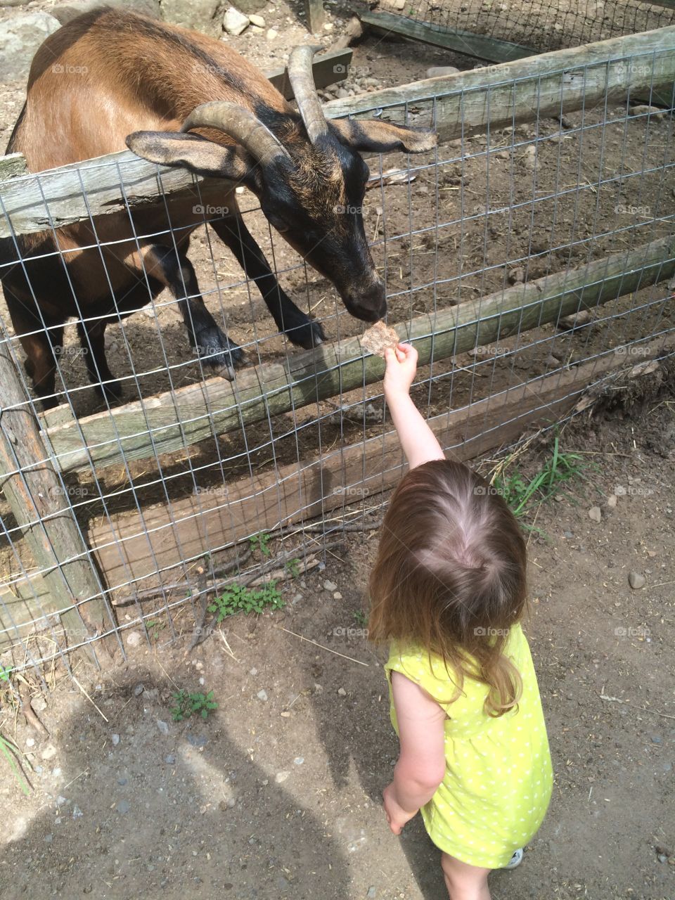 Down syndrome , goat, farm