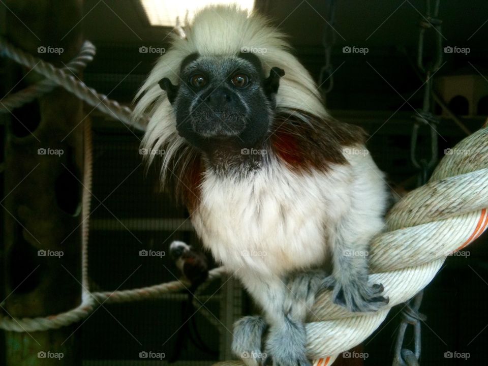 Carl, a cotton top Tamarin at the Cape May County Zoo, New Jersey. 