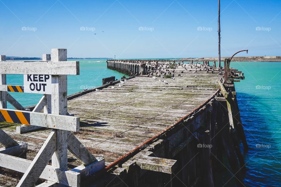 The damaged Sumpter Wharf has become a nesting ground for a rare bird, the shag. Oamaru, New Zealand 