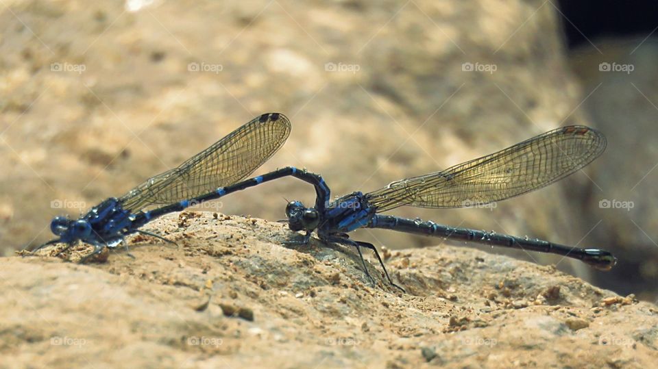 Sex of dragonflies