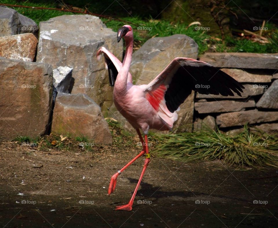 Pink Flamingo Dance