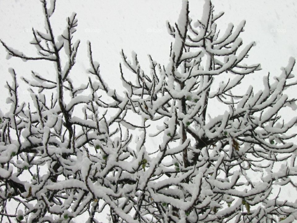 snow on tree black and white