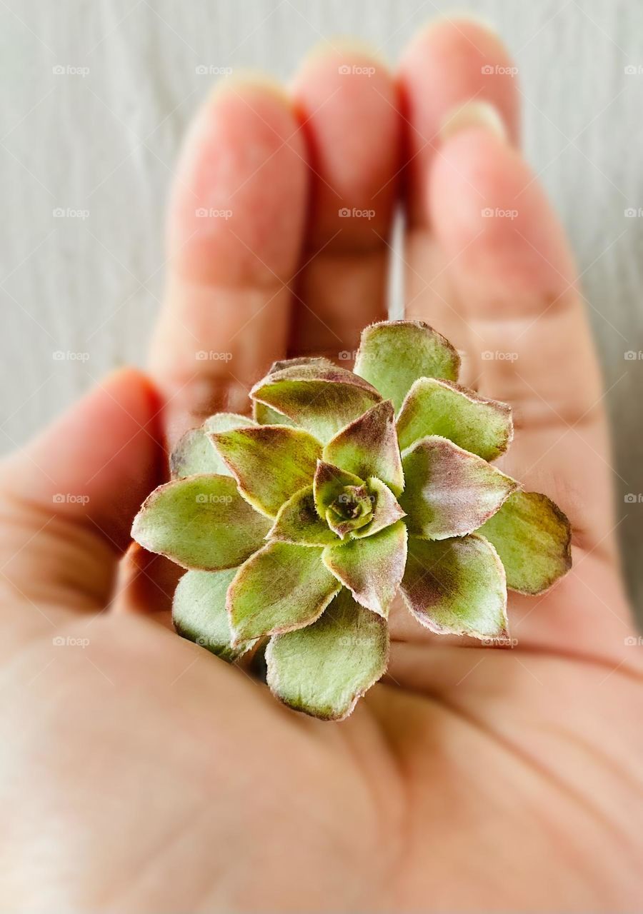 Hand cupping a single head Aeonium 