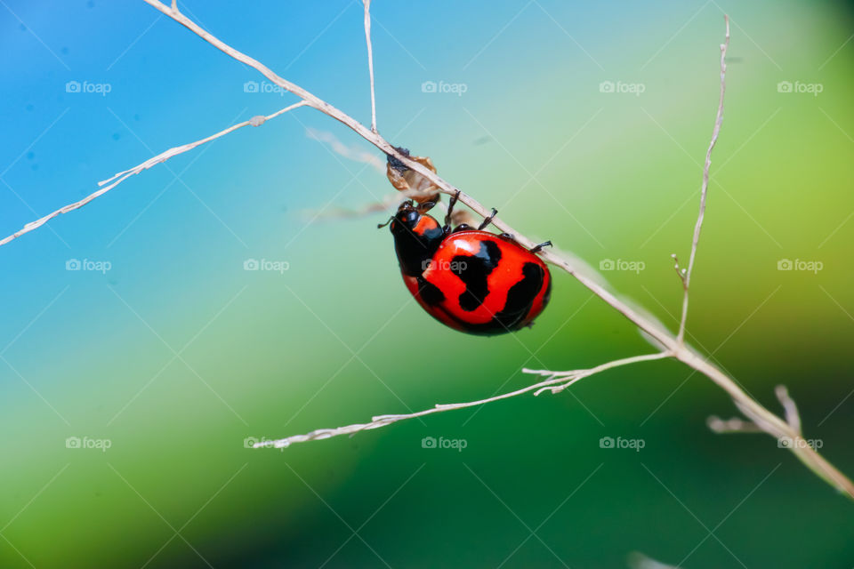 Little Ladybug