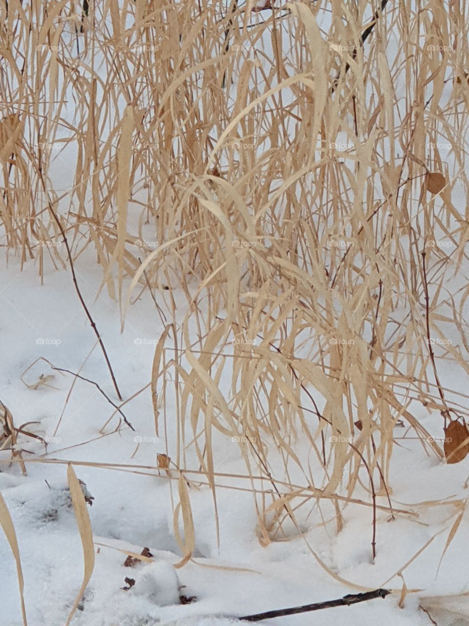 Winter grass