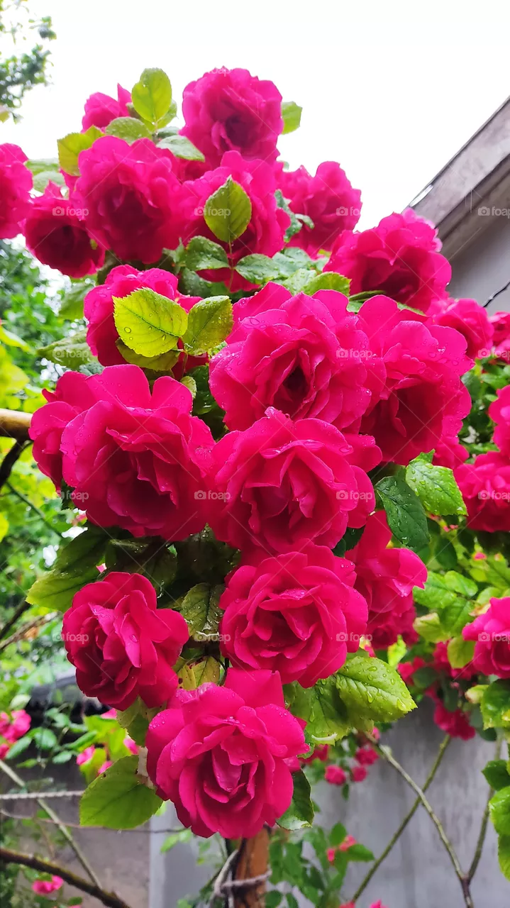 Waterfall of roses