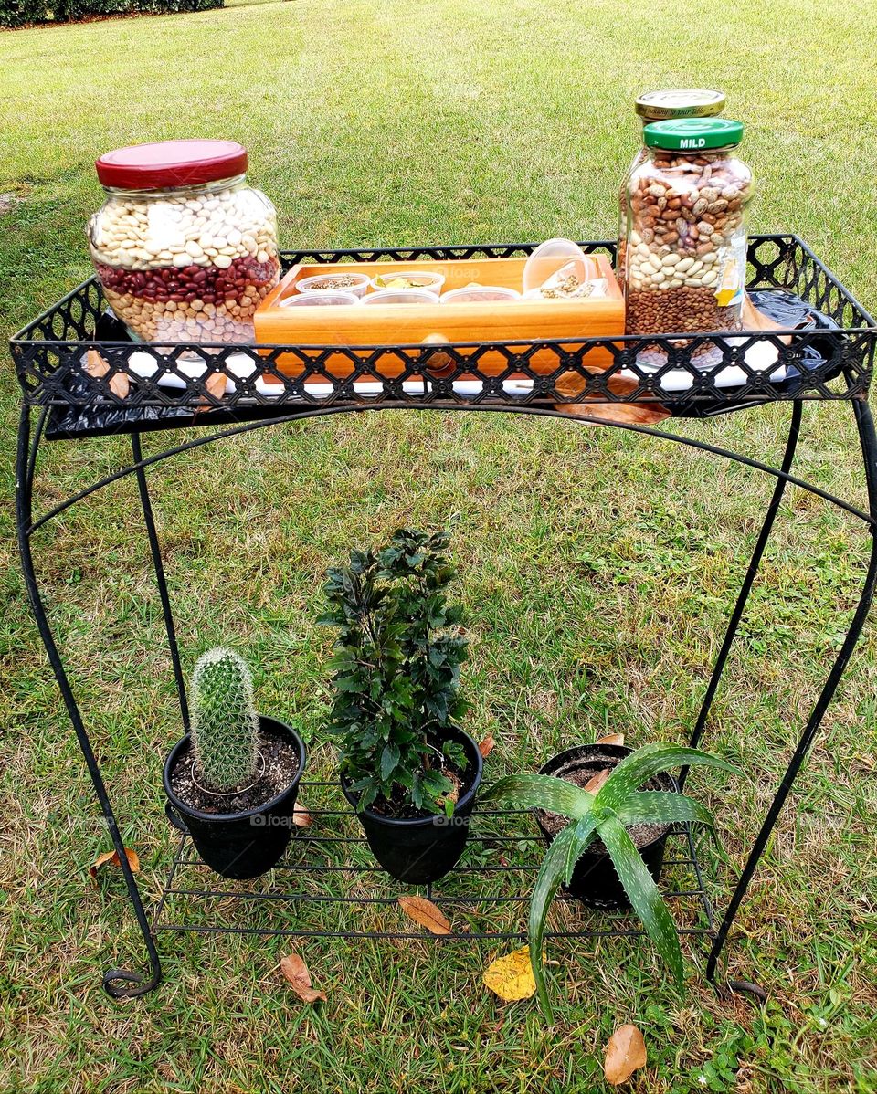 Antique iron of garden table with plants and seeds