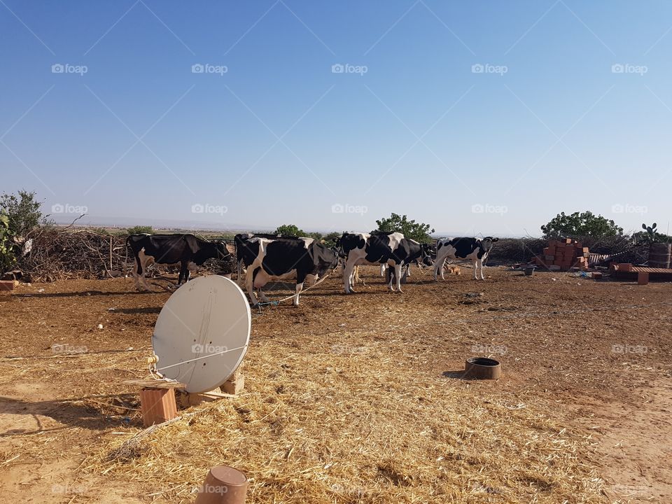 Kühe mit Satellitenschüssel in Tunesien
