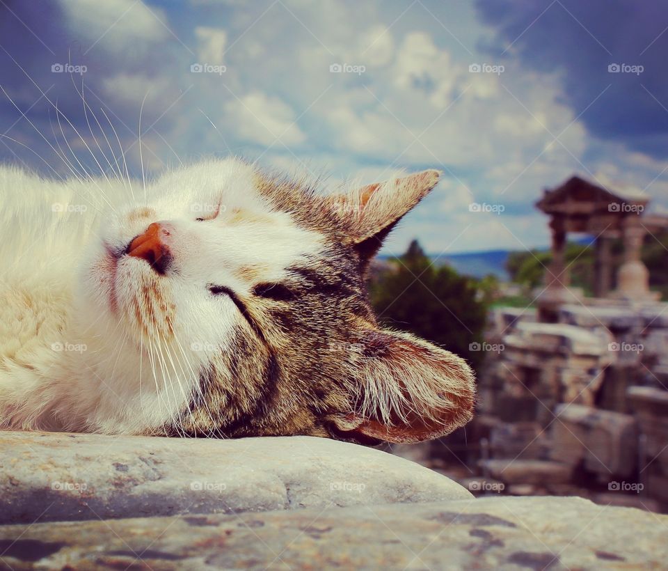 cat at ephesus