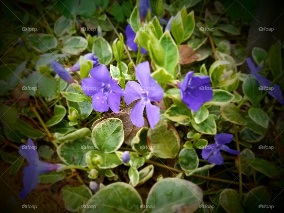 Loving the Spring Flowers in our Yard