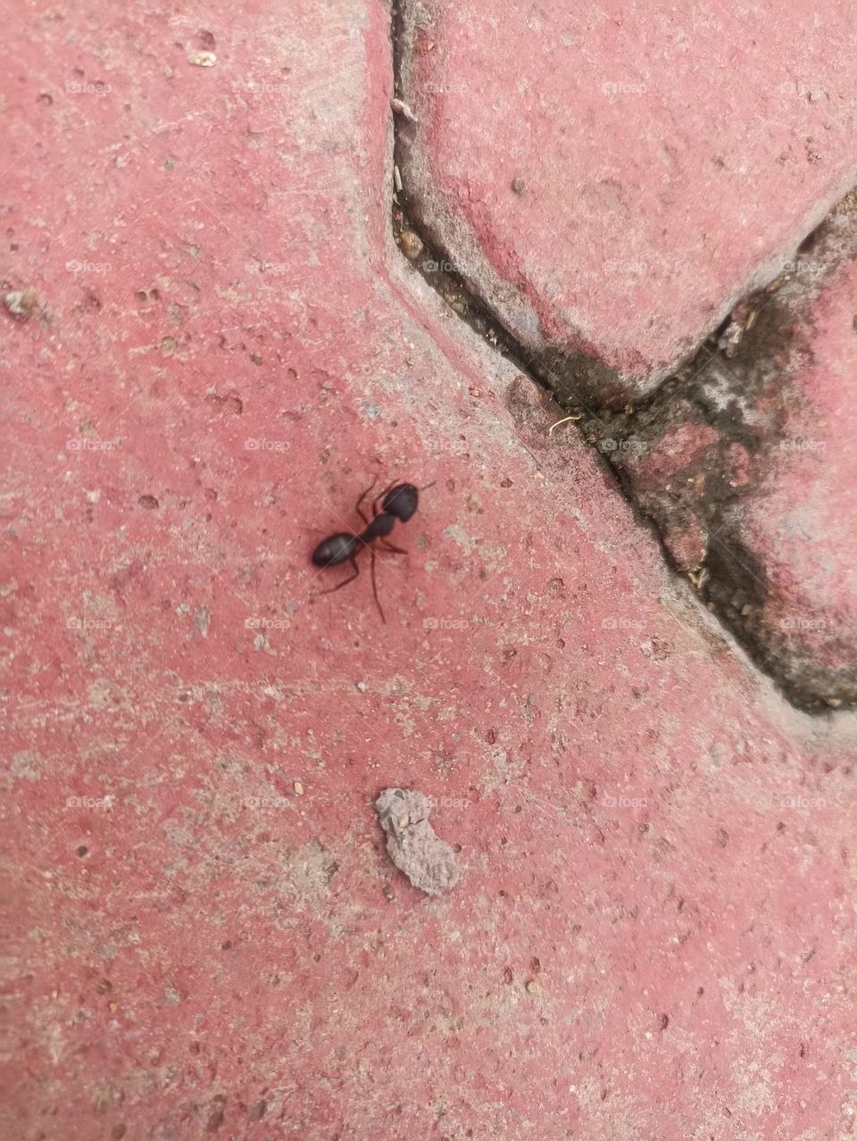 ant