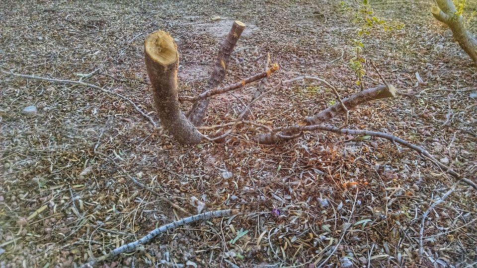 Cut Tree Trunks On Dead Grass