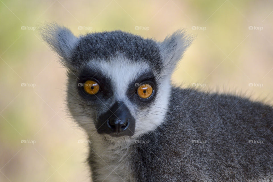 Ring Tailed Lemur