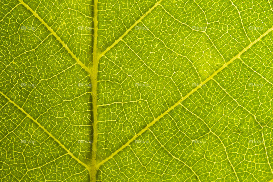 Green leaf seamless texture. Detail close image leaf macro seamless texture pattern. Macro close-up of leaf, Green leaf background texture. nature save concept
