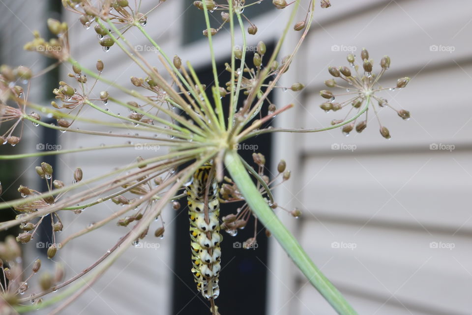 Caterpillar on dill plant