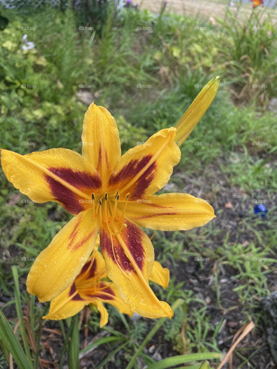 Summer Lily