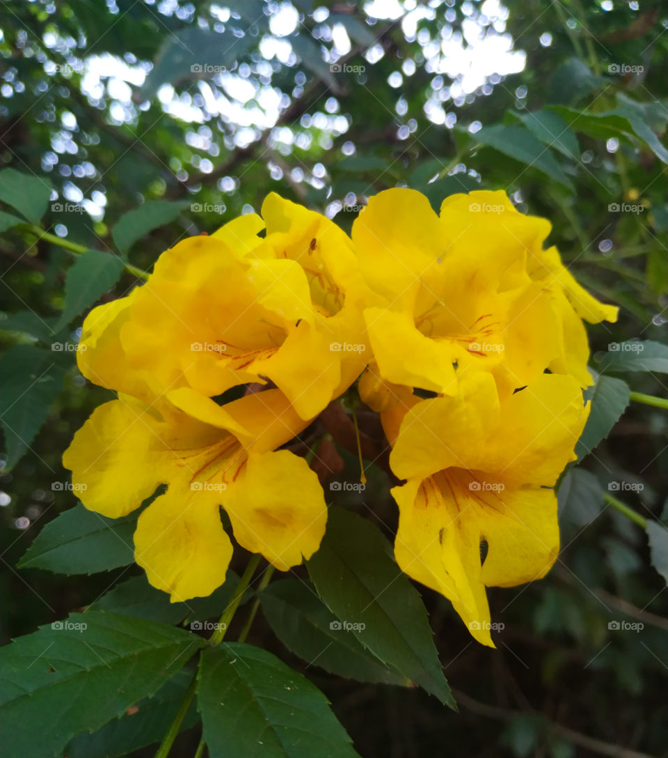 Flores amarelas