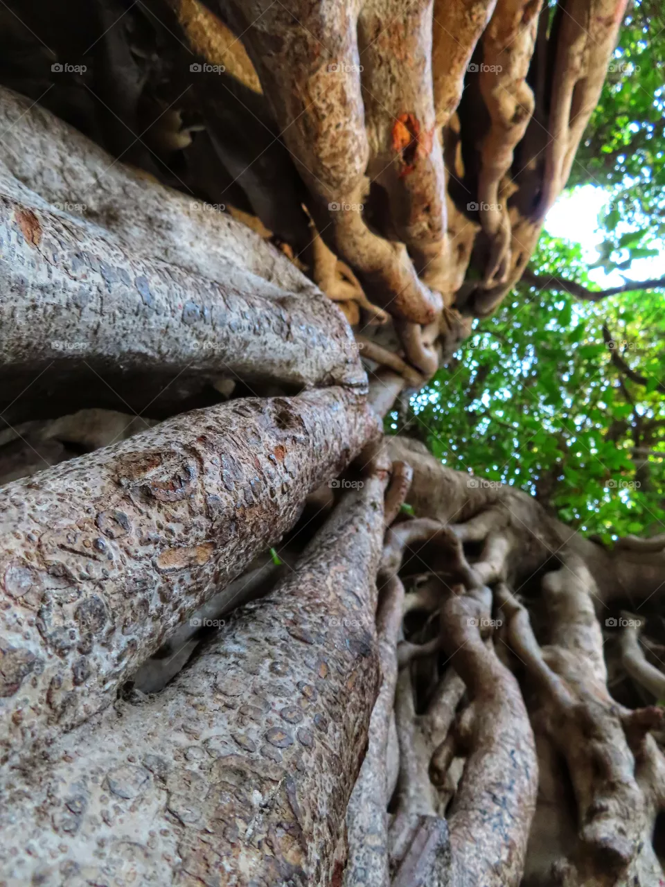 Old tree
