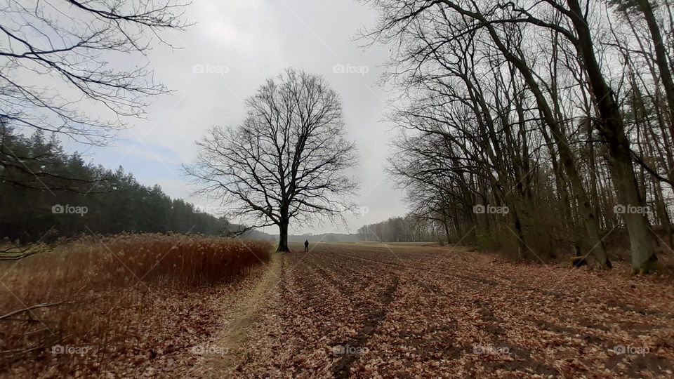 beech tree in a plowed field without leaves, black branches contrast with the ground and forest
