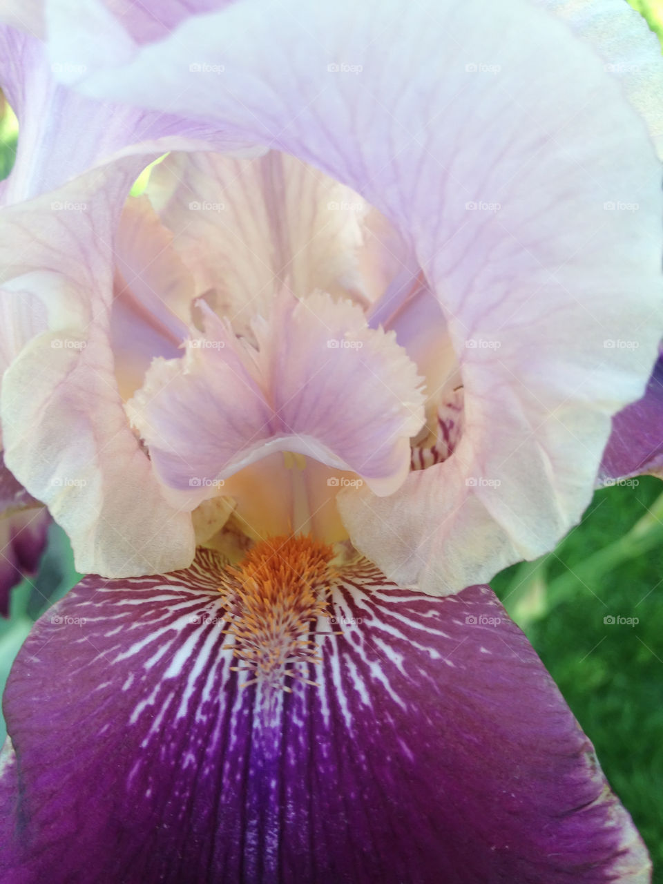 irises bloom in the garden