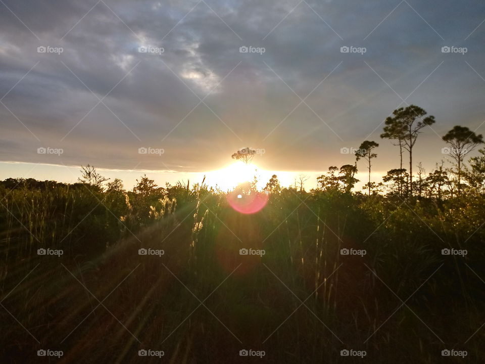 Sun flare with you over trees during sunset