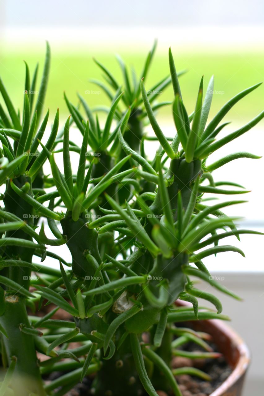 green house plants home on a window