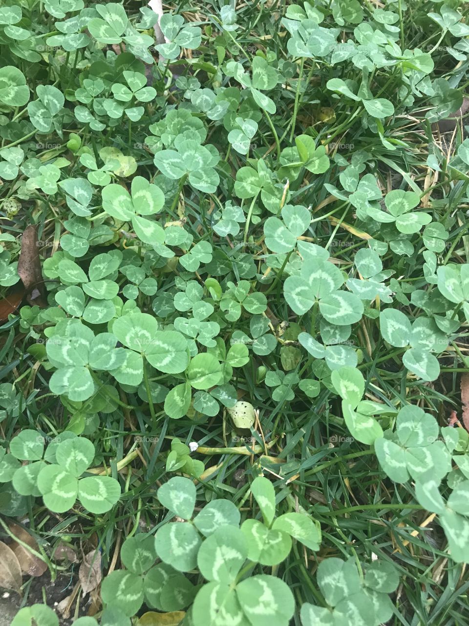 A patch of beautiful green four leaf clovers in the field on a nice spring day located in America, USA 