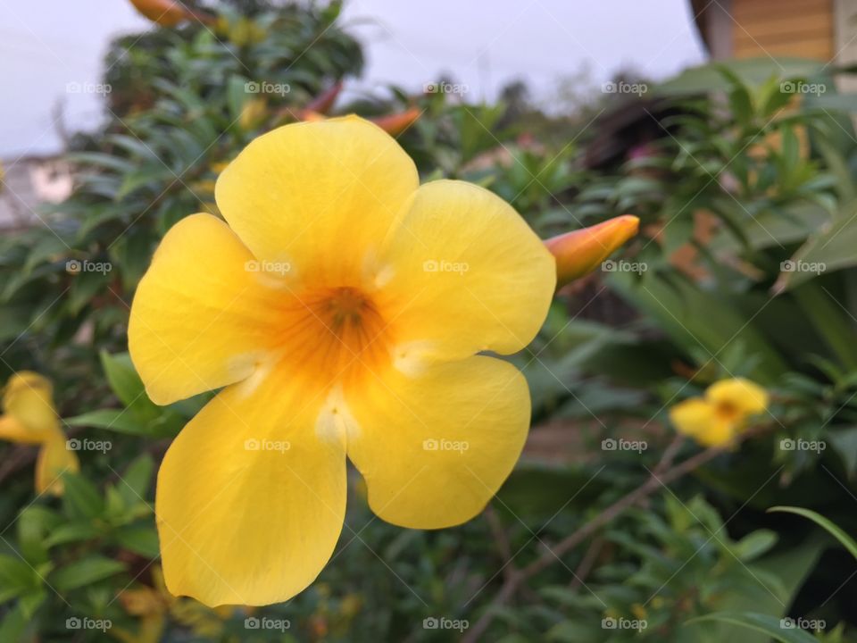 Allamanda in garden 