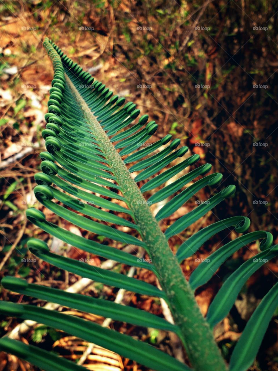 palm leaf