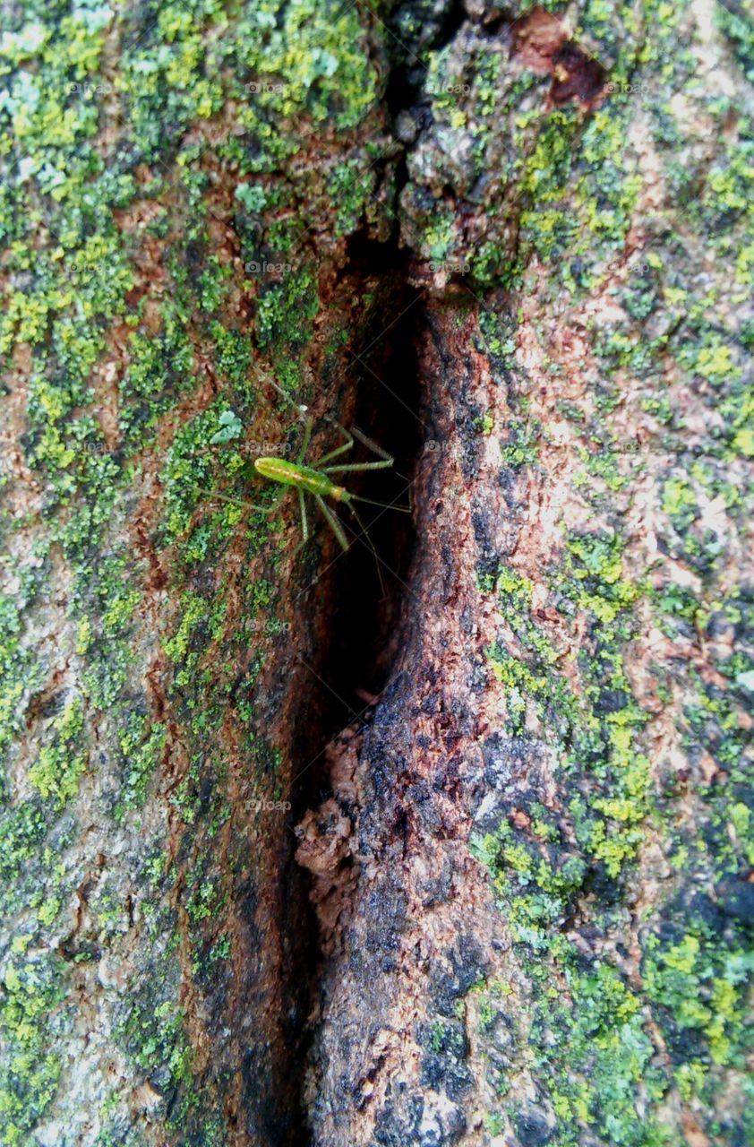 Wood, Nature, No Person, Tree, Desktop