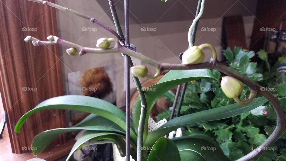 orchid buds going toward the light from the window.  kitched plants.