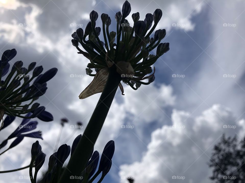 Flower in the clouds 