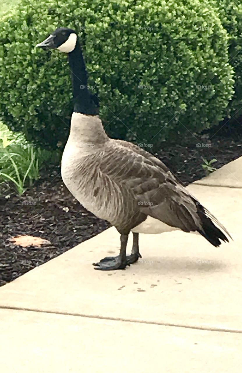 Goose on sidewalk