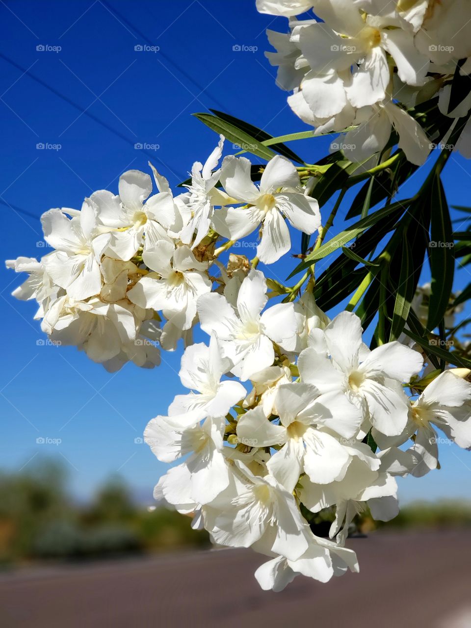 white oleander